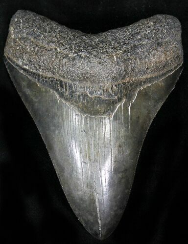 Sharply Serrated Fossil Megalodon Tooth #22577